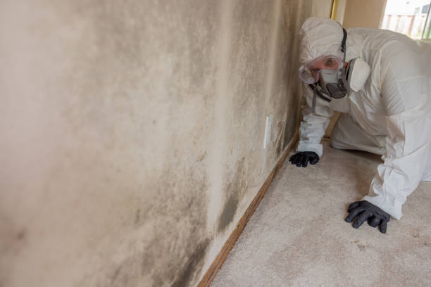 Best Mold Remediation for Healthcare Facilities in Ohioville, PA