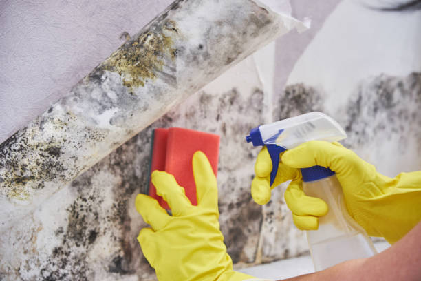 Best Real Estate Mold Inspection in Ohioville, PA